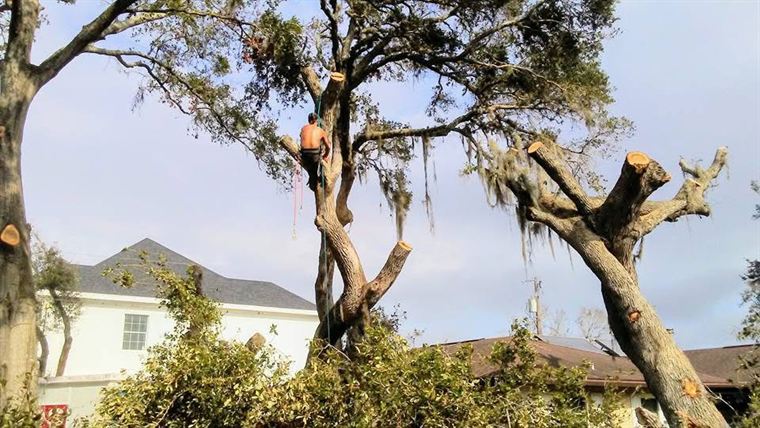 Climber in a live oak being taken apart above a house.